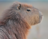 capybara